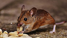 24 Hour & Emergency Exterminators in Chandlersvlle, OH